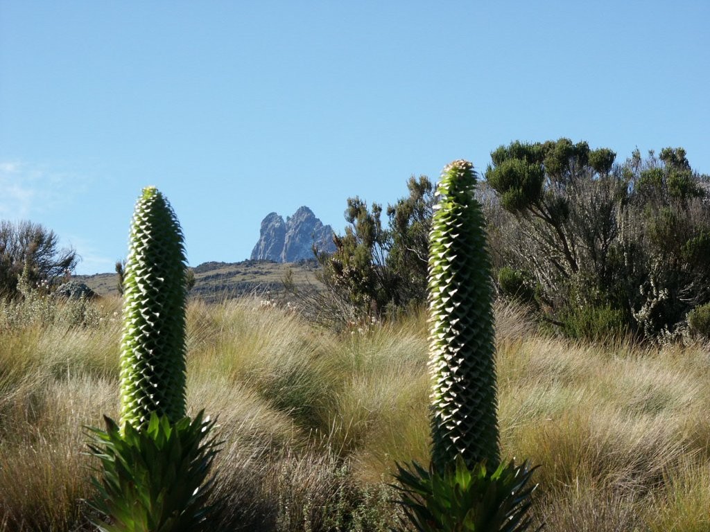 Mt Kenya's two principal summits Nelion and Batian peep up behind shafts of giant lobelia on its lower slopes. Mt Kenya's lush heathlands must have seemed like heaven to escaped prisoners.