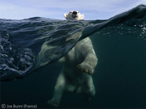 We hear about swimming with dolphins, but swimming with polar bears is something else. Click on the photo to read about its amazing story.