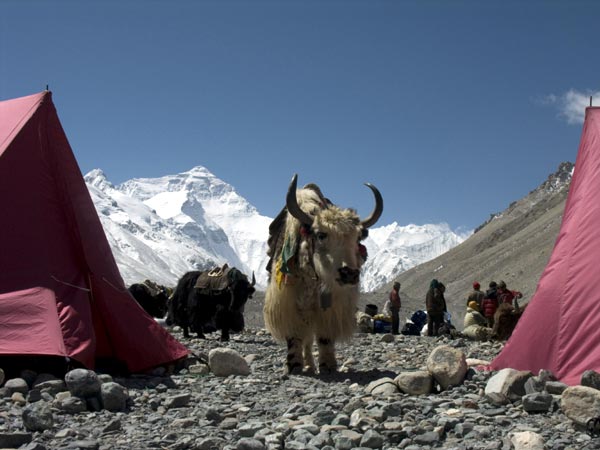 It's not just climbers who contribute to the dung problem on Everest - other visitors are less inclined to use the toilet tent (Photo: Mark Dickson)